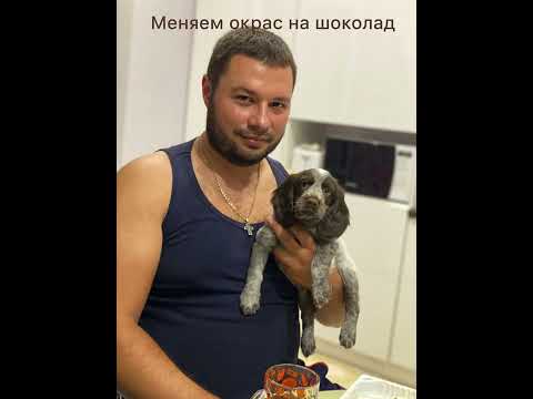 Видео: Русский охотничий спаниель. Лучшая охотничья собака. Фильм от щенка до охотника.