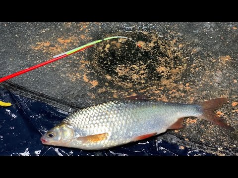 Видео: КРУПНАЯ ПЛОТВА СО ЛЬДА В ПАЛАТКЕ. ЛОВЛЯ НА МОРМЫШКУ И ЖМАЧОК. ДЕНЬ 1