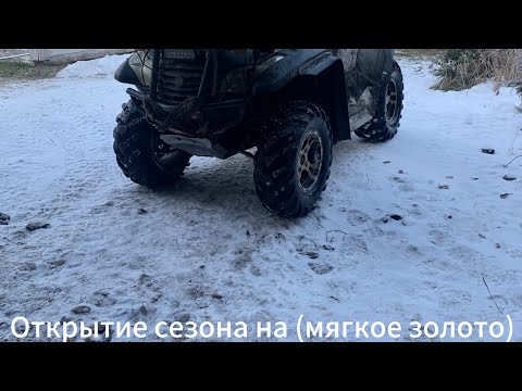 Видео: Открытие сезона на мягкое золото.        Установка капкана на норку 