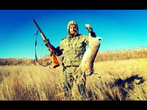 Видео: Охота на зайца. Охота на серую куропатку.