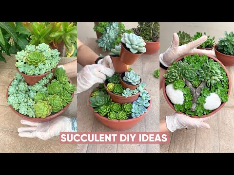 Видео: Идеи композиций из суккулентов для вашего сада: красивые растения для создания