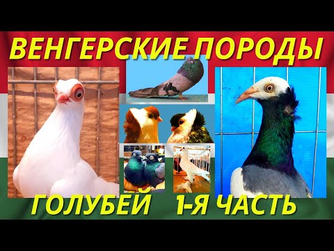 Видео: ИНТЕРЕСНОЕ разнообразие Всех ВЕНГЕРСКИХ ПОРОД голубей 🇭🇺 Часть-1 / Pigeon breeds