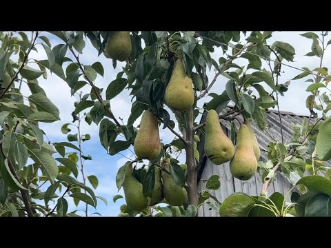 Видео: Груша Улюблена Клаппа на 11.08.2024 р. Львівська область