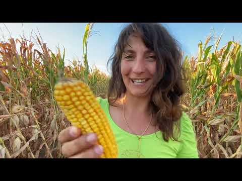 Видео: Земя за Продан с Цеци & ЖельоМир. TSETSI's Investment Property Bulgaria: Agricultural Land for Sale