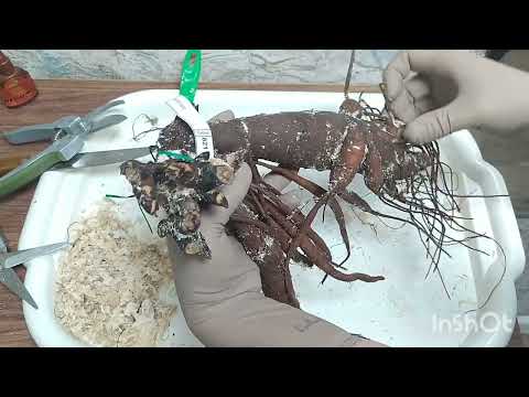 Видео: Корни пионов от Ворошиловой Анны