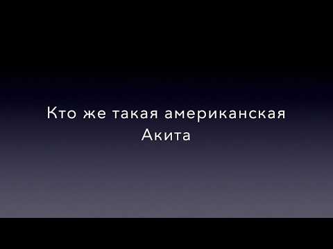 Видео: Кто же такая американская Акита !