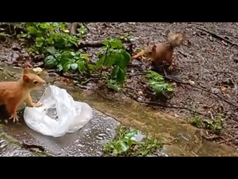 Видео: Куснул маленько 🤏 Очень много белочек 🐿️ ругаются гоняются 😂 