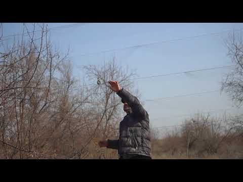 Видео: Ловля чижей на орнитологическую сеть