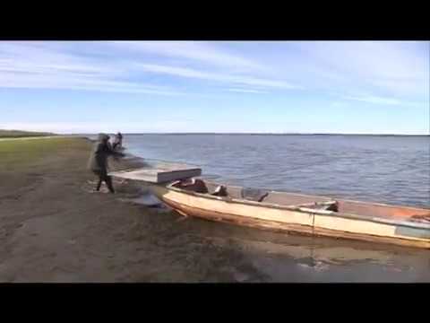 Видео: Промысловая рыбалка в Аллаиховском улусе. Выпуск 137. Эфир от 15.10.13