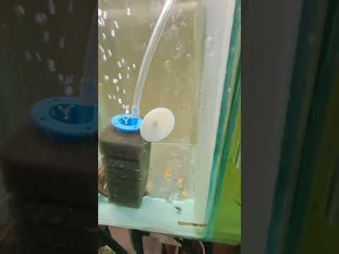 Видео: Работливци сомчета