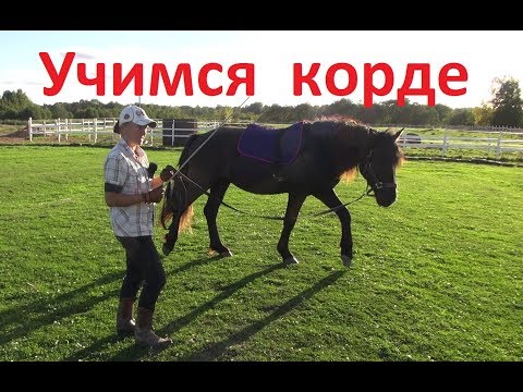 Видео: Начало работы на корде и как учить лошадь командам. Толковый Парень.