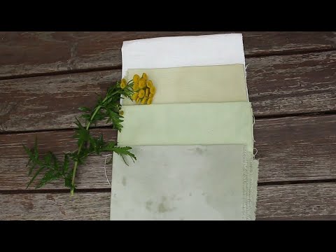 Видео: Окрашивание ткани натуральными красителями: Пижма / Natural Dyes: Tansy
