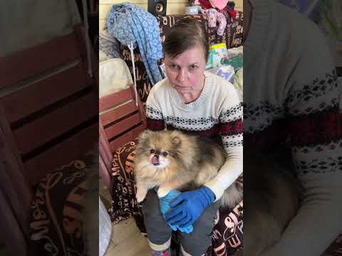 Видео: Почему мы не пристраиваем некоторых собак 🤔