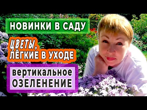 Видео: НЕПРИХОТЛИВЫЕ цветы в саду. Каприфоль вертикальное озеленение. Новинки сада- гортензии и барбарисы