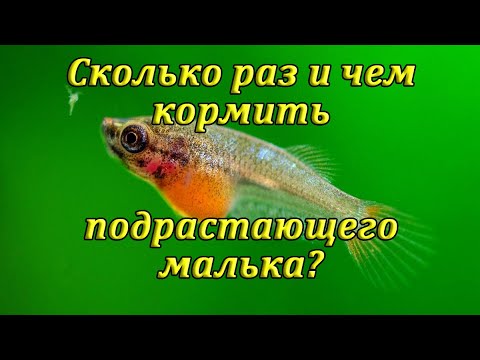 Видео: Чем кормить подрастающих мальков и мальков живородящих рыбок?