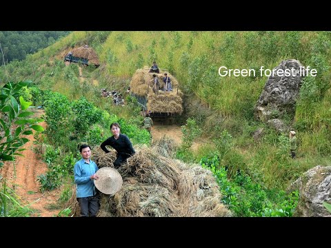 Видео: Урожай риса у Май был огромный. Она не могла увезти его весь в трёх больших грузовиках.