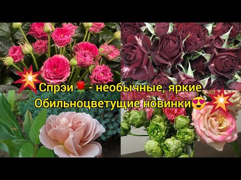 Видео: 💥розы-спрэй🌹💥-цветение😍, новинки из питомника " Древо жизни " , интересные и необычные 😍👍👍👍🙏🥰
