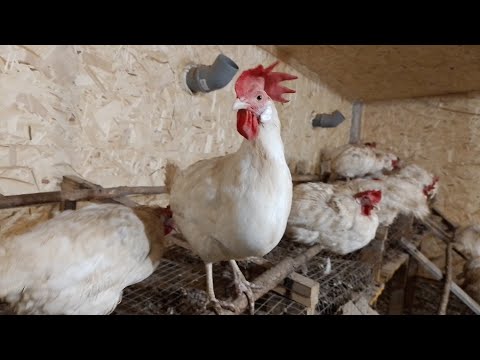 Видео: Бизнес на 100 курах🐔 !!! Прибыль 💵 за год !!!