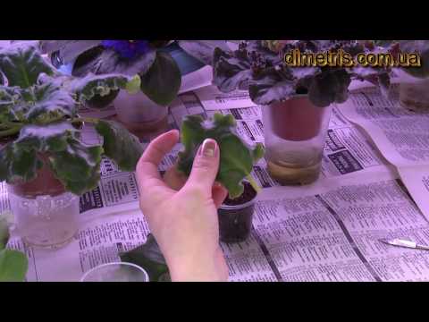 Видео: Посадка  листьев фиалки. Размножение фиалки.