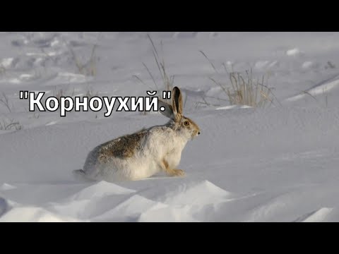 Видео: #Охота на зайца-русака. "Корноухий".