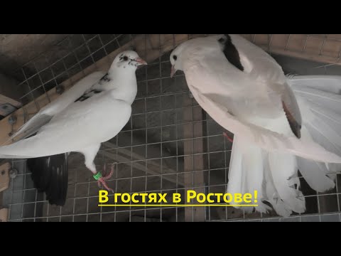 Видео: В гостях у голубятника Алексея в Ростове!