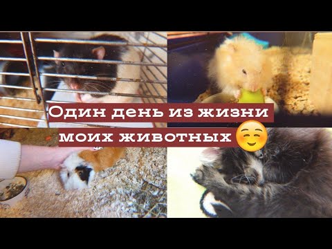 Видео: ОДИН ДЕНЬ ИЗ ЖИЗНИ МОИХ ЖИВОТНЫХ