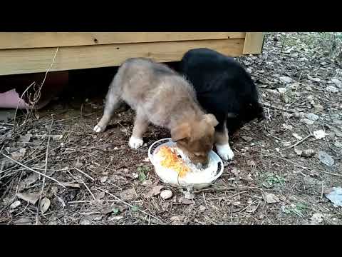 Видео: День 2. Голодные щенки подрались за еду