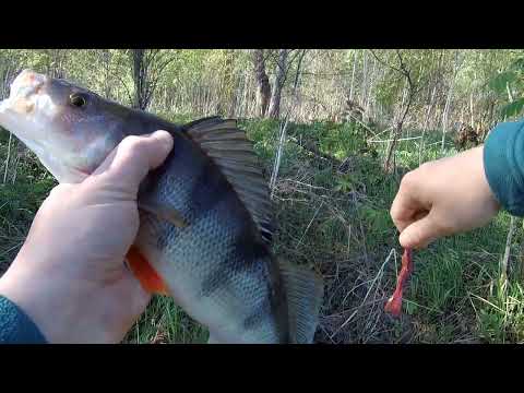 Видео: Качественный окунь на спиннинг в Подмосковье