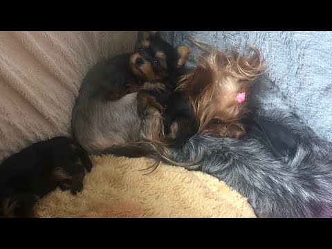 Видео: VLOG:Обновки для йорков,Юся заболела.новости канала.щенки йорка