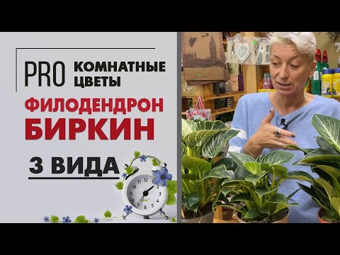 Видео: Филодендрон Биркин. Три разновидности в одном видео