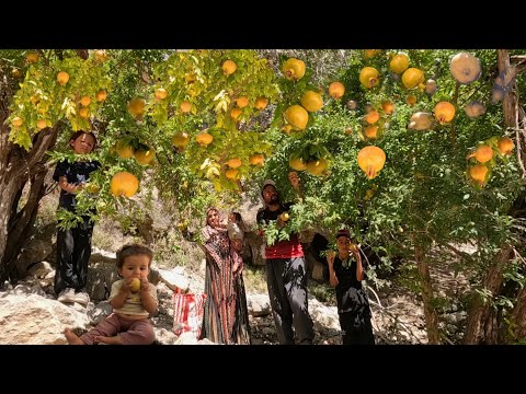 Видео: Кочевая жизнь в Иране | Сбор диких горных фруктов с семьей🫐🍇🍐