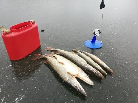 Видео: Первый лед 2018. Ловля на жерлицы. Истринское водохранилище