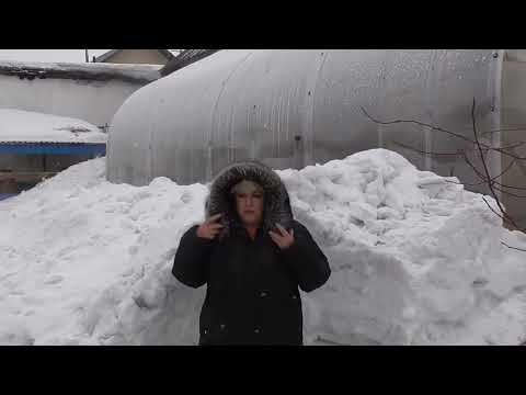 Видео: Когда  высаживать томаты в теплицу с подогревом грунта в 2022 году для получения раннего урожая?