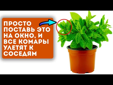 Видео: Достали комары? Записывай эти 7 простых способов, как избавиться от комаров навсегда