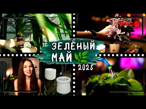 Видео: Мой [ЗЕЛЁНЫЙ МАЙ] 2025⏭️Омоложение традесканции, обдираю юкку, сажаю черенки, новый горшочек!