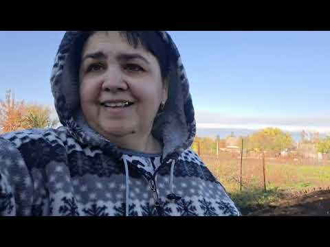 Видео: 560. Лук и чеснок собирались посадить, но на огороде сыро.