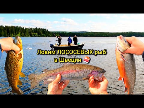 Видео: Рыбалка в Швеции, Ловим крупных лососевых рыб с красным мясом!