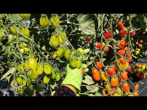 Видео: СБОР ВИНОГРАДНЫХ ПОМИДОРОВ, ДЛИННОЗЕЛЕНЫХ КАБАЧКОВ, ЧЕРНОЙ МАЛИНЫ