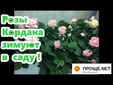Видео: Розы Кордана Микс в саду🌹 Осенняя обрезка и другие особенности ухода.