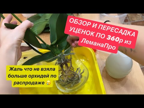 Видео: 🔴ОБЗОР И ПЕРЕСАДКА ОРХИЛЕЙ УЦЕНОК ПО 360р🔥#обзорорхидей #пересадкаорхидей #орхидеискидки #скидкиорх