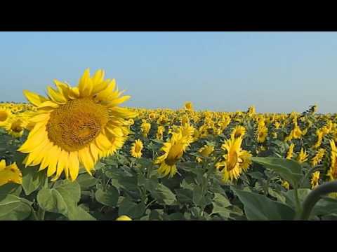 Видео: Подсолнечник без пахоты.  Часть-4.