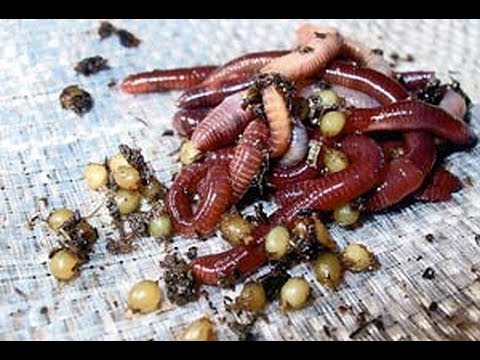 Видео: АТ218 Черви и НЕ удобные вопросы. Часть №3