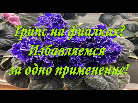 Видео: Трипсы на Фиалках. Избавиться за одну обработку реально!