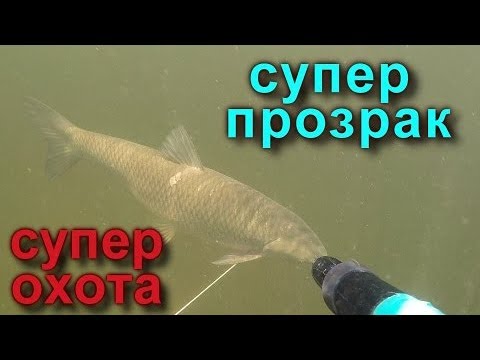 Видео: Подводная охота СПЛАВОМ!!! Spearfishing in Volga! Трофейная подводная охота на Волге в июле 2019!!!