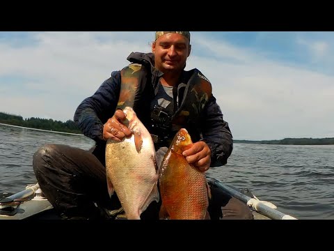 Видео: ЛЕЩИ НЕ ДАЮТ ЗАБРОСИТЬ СНАСТИ! Сделал ВКУСНЯТИНУ и ЛЕЩ СОБРАЛСЯ у крючков! Рыбалка на кольцо