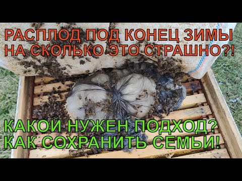 Видео: РАСПЛОД ЗИМОЙ страшно или нет дозимуют ли пчелиные семьи ☝️🐝🐝