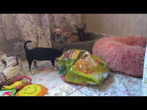 Видео: Чихуахуа  щенки 3 месяца