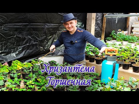 Видео: Хризантема горшечная с ретердантами. Хризантема к 8 марта.