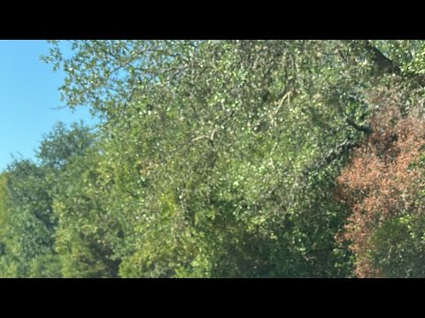 Видео: Daniella Дана Yussupbek is live! Утро🌹☕️