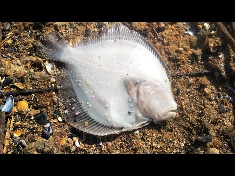 Видео: Рибалка на морі на КАМБАЛУ  з берега та пірсу.Риболовля в ЧОРНОМУ МОРІ!